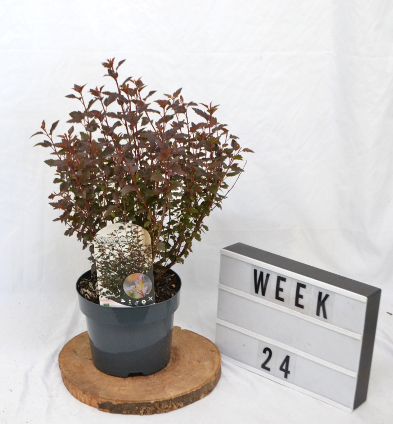 Physocarpus opulif. 'Little Joker' - C3 20-40 CM